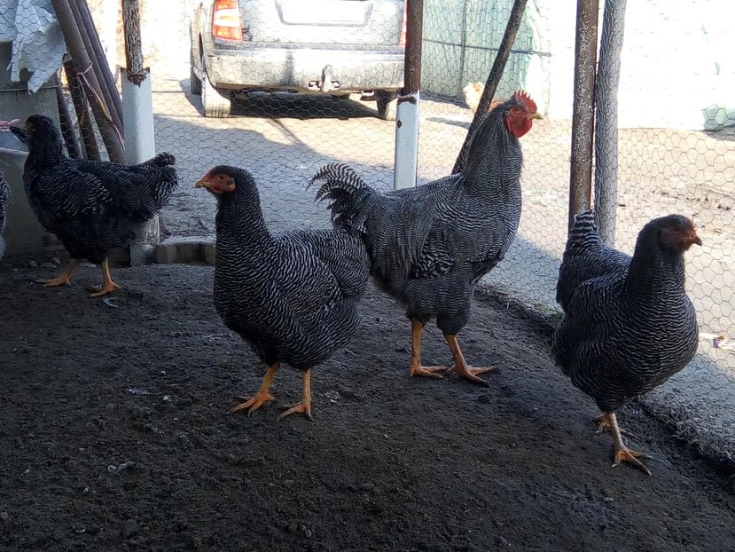  - Playmouth rock barat pt 2019