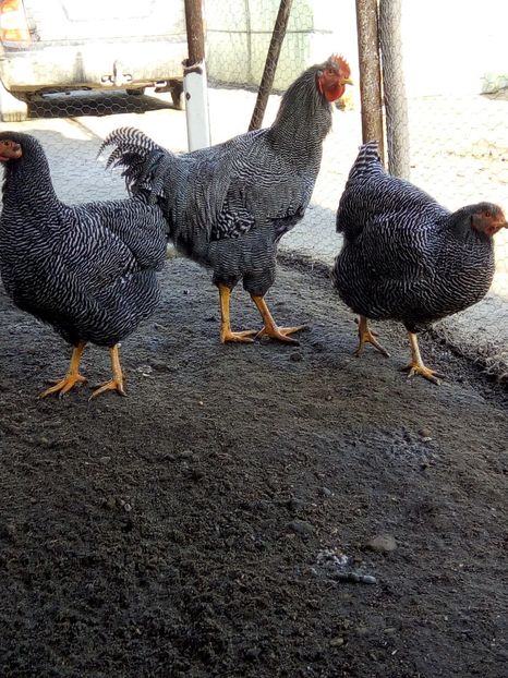  - Playmouth rock barat pt 2019