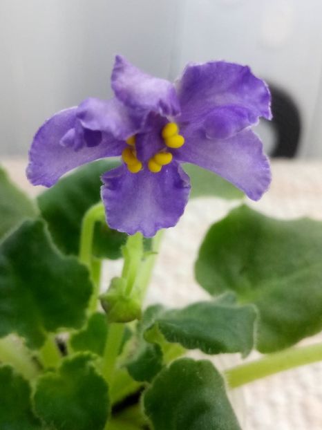 14 dec - ZZ LE Siurprizy Zimny - LE The Surprise of Winter