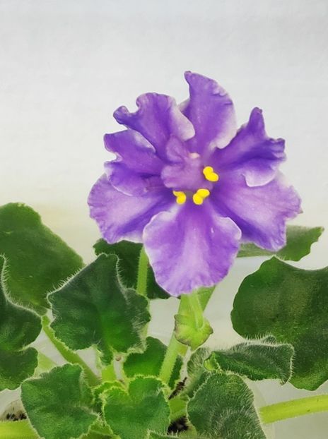 16 dec - ZZ LE Siurprizy Zimny - LE The Surprise of Winter