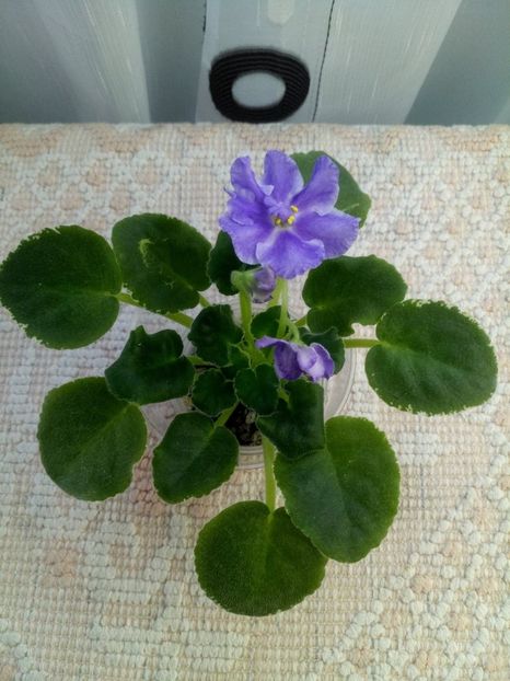 24 dec - ZZ LE Siurprizy Zimny - LE The Surprise of Winter