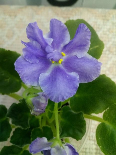 24 dec - ZZ LE Siurprizy Zimny - LE The Surprise of Winter