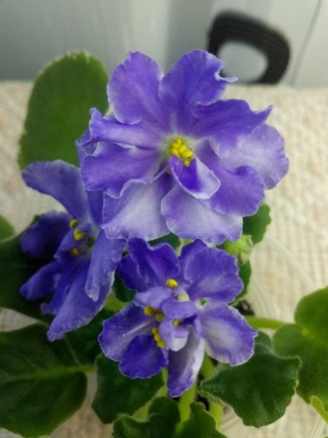 29 dec - ZZ LE Siurprizy Zimny - LE The Surprise of Winter