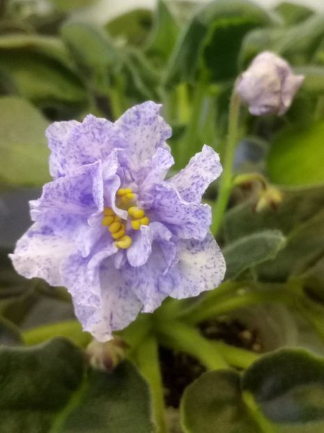 24 dec - RS Morskaya Princessa