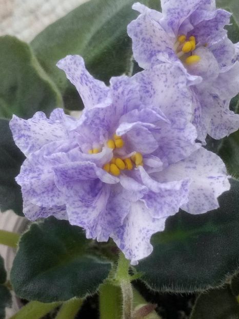 26 dec - RS Morskaya Princessa