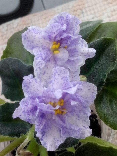 26 dec - RS Morskaya Princessa