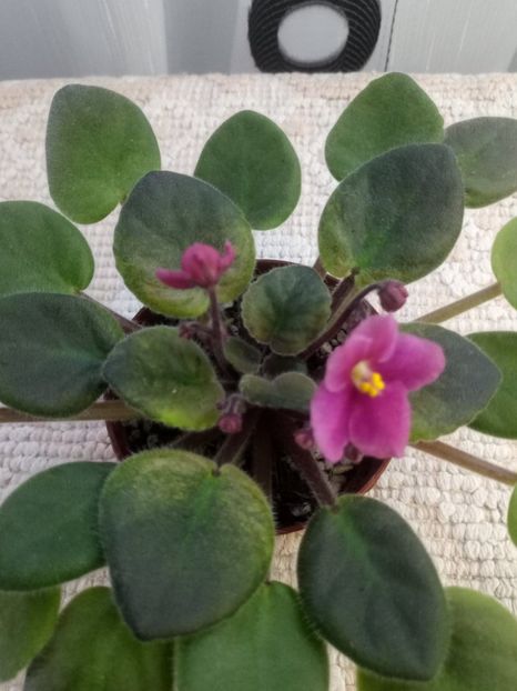 24 dec - ZZ Rob s Slap Happy