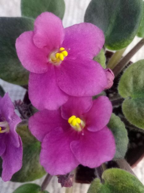 29 dec - ZZ Rob s Slap Happy