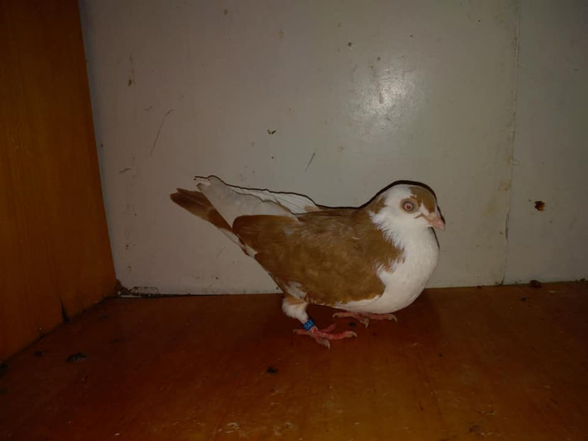 F.2018 - Porumbei  vinduti