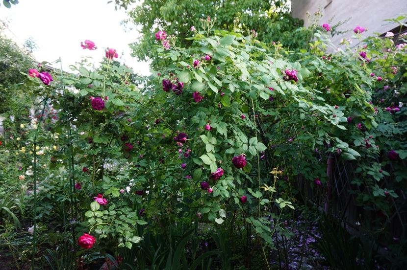  - Erinnerung an Brod