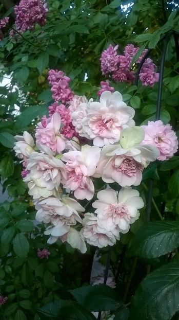  - Belle de Sardaigne