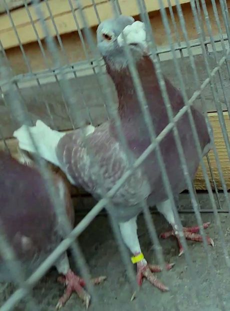 20181230_115606_Moment(6) - Matca 2018 voiajori tip vechi