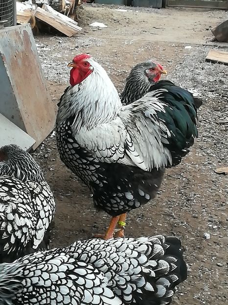  - WYANDOTTE ARGINTIU