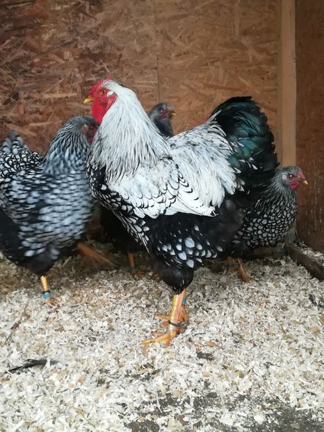  - WYANDOTTE ARGINTIU