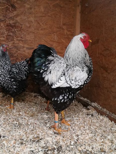  - WYANDOTTE ARGINTIU