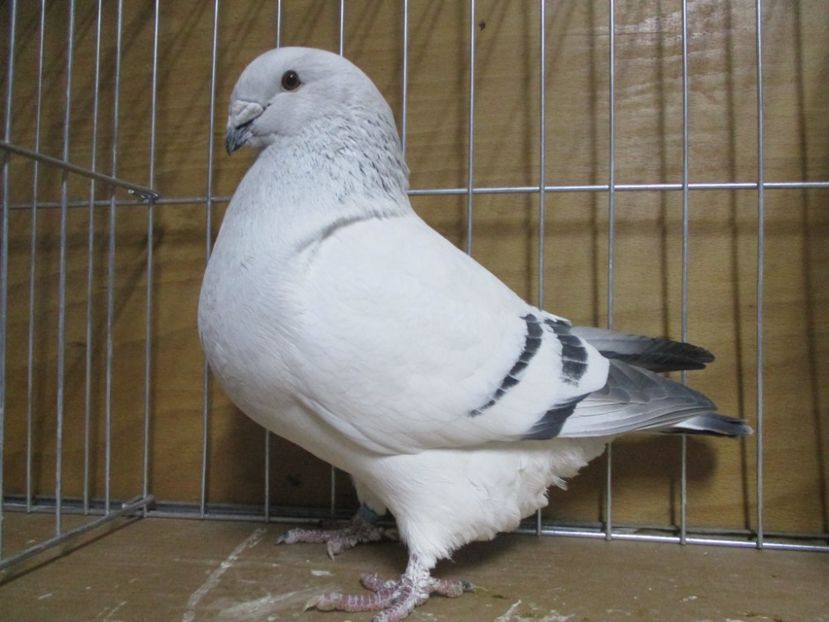 03528-18 - Masculi 2019