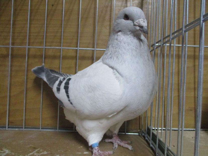 03530-18 - Masculi 2019