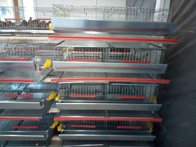 49116958_533908707089589_6391714980663656448_n (1) - Cuscă prepelițe ouătoare capacitate 50 de capete cu adăpători automate