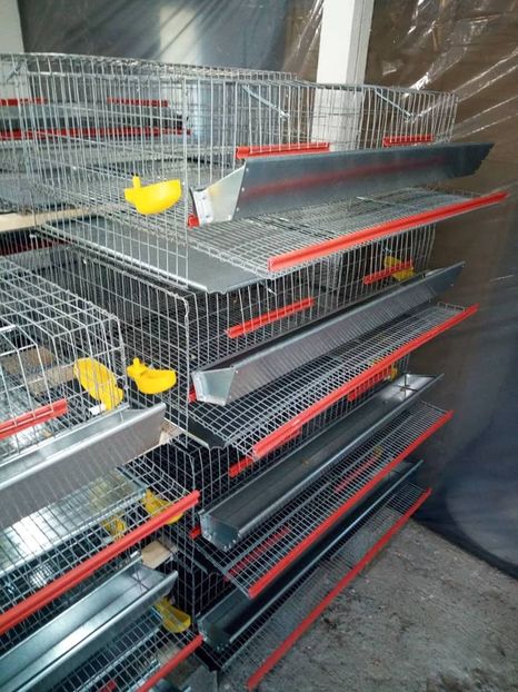  - Cuscă prepelițe ouătoare capacitate 50 de capete cu adăpători automate