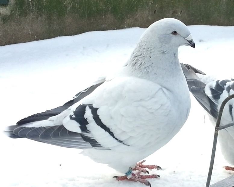 F. JRS14 ARCHIWUM - e- Młode 2018-Young 2018