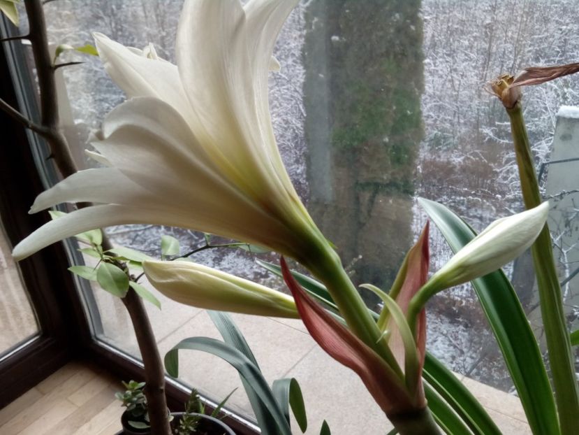  - Amaryllis