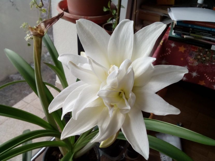 A treia floare de la Jewel- dublă - Amaryllis