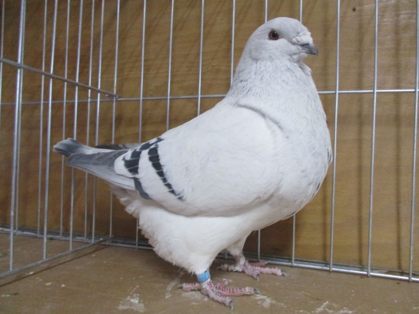 03538-18 - Masculi 2019