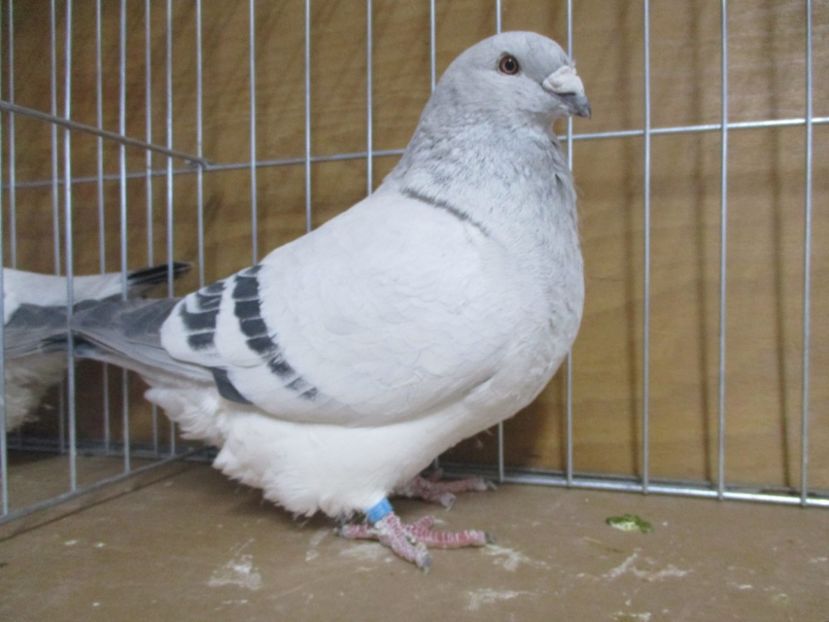 03535-18 - Masculi 2019