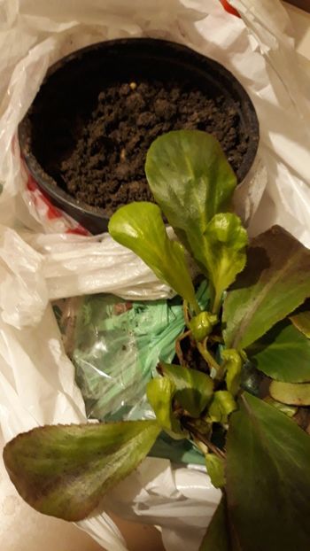 Anthesis - bujor de stepa si bergenia white - Achizitii