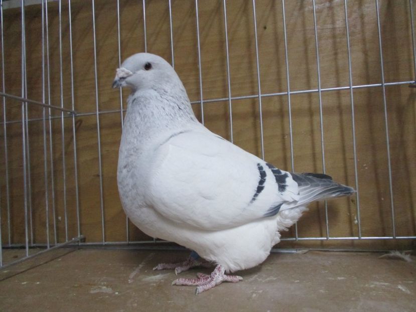 03551-18 - Masculi 2019