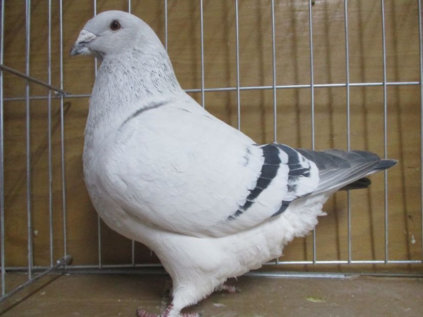 03554-18 - Masculi 2019