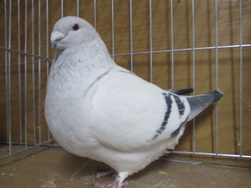 03546-18 - Masculi 2019