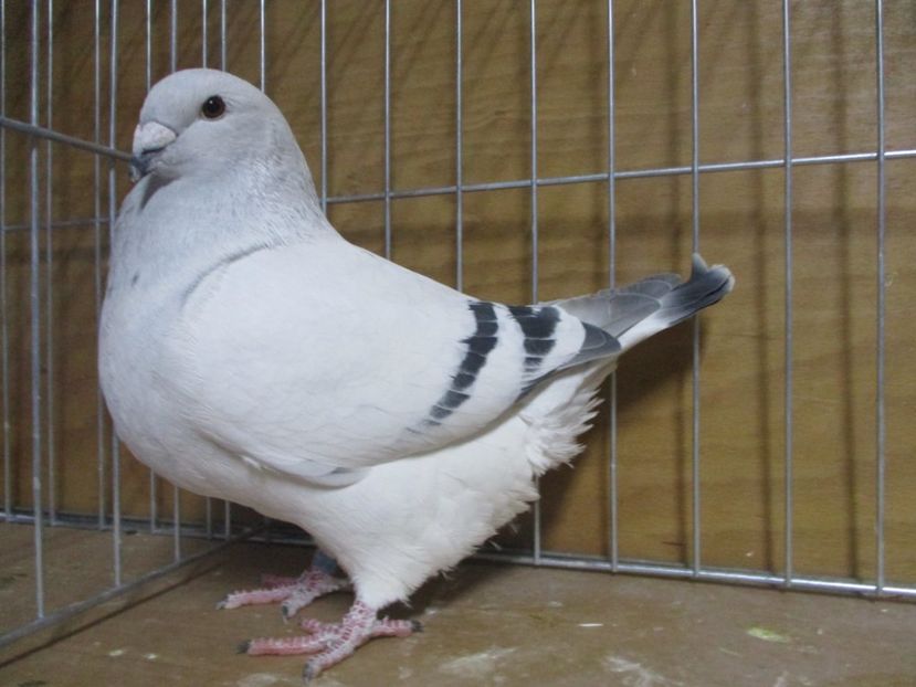 03700-18 - Masculi 2019