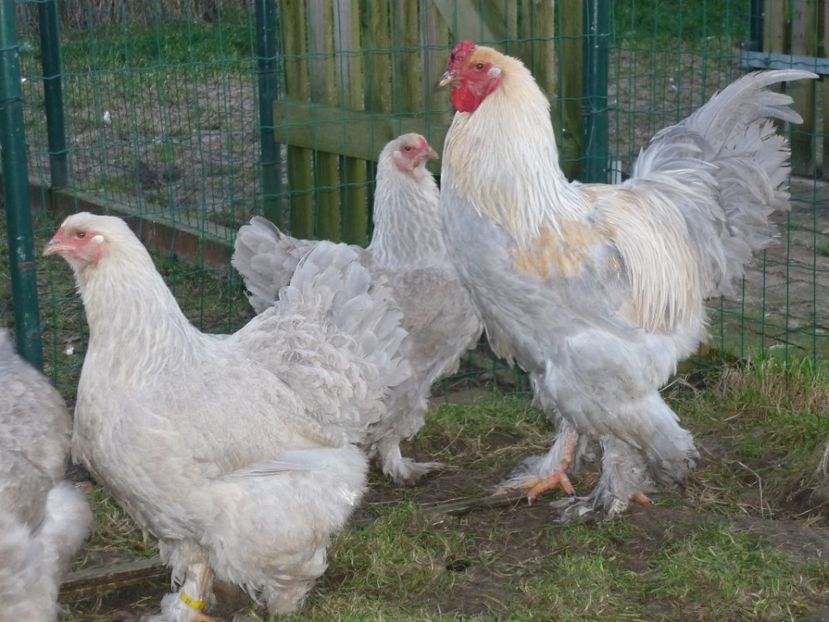 descărcare (9) - Brahma Isabel