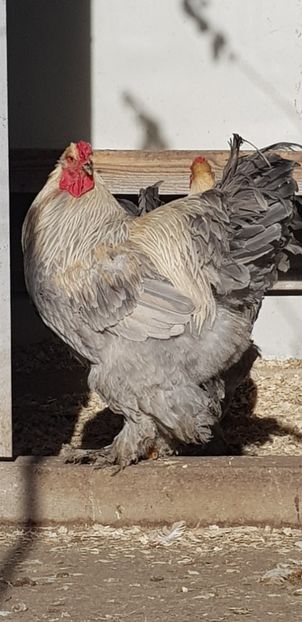 2018 - Brahma Isabel