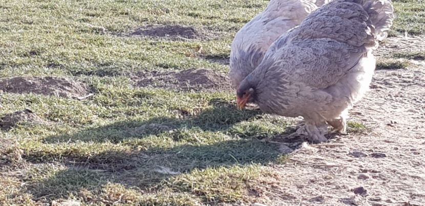 2018 - Brahma Isabel