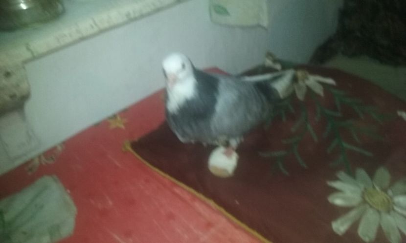 20190102 - Zburători de Severin