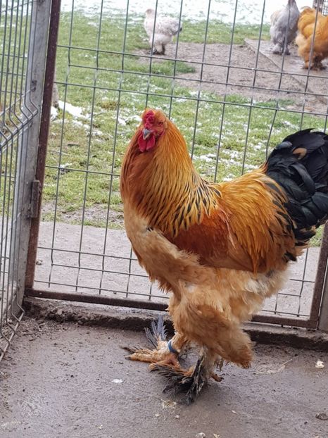 2018 - Brahma columbia