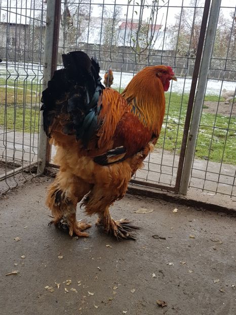 2018 - Brahma columbia