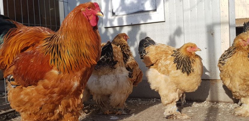 2018 - Brahma columbia