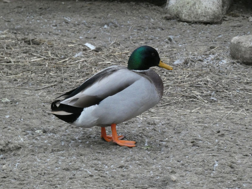 P1000028 - Rate salbatice