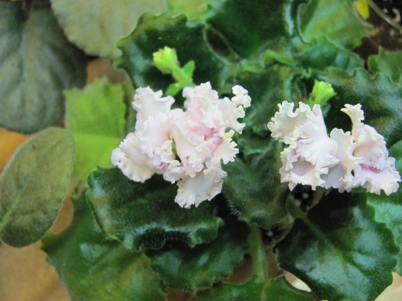  - ZZZZVioleta nr 109