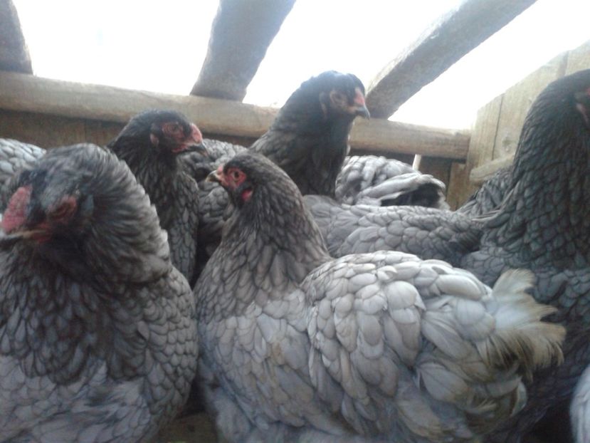 brahma01 - BRAHMA ALBASTRU 2019