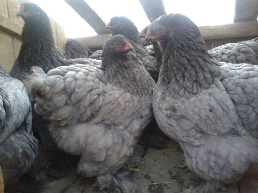 brahma02 - BRAHMA ALBASTRU 2019