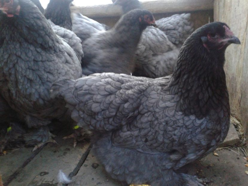 brahma04 - BRAHMA ALBASTRU 2019