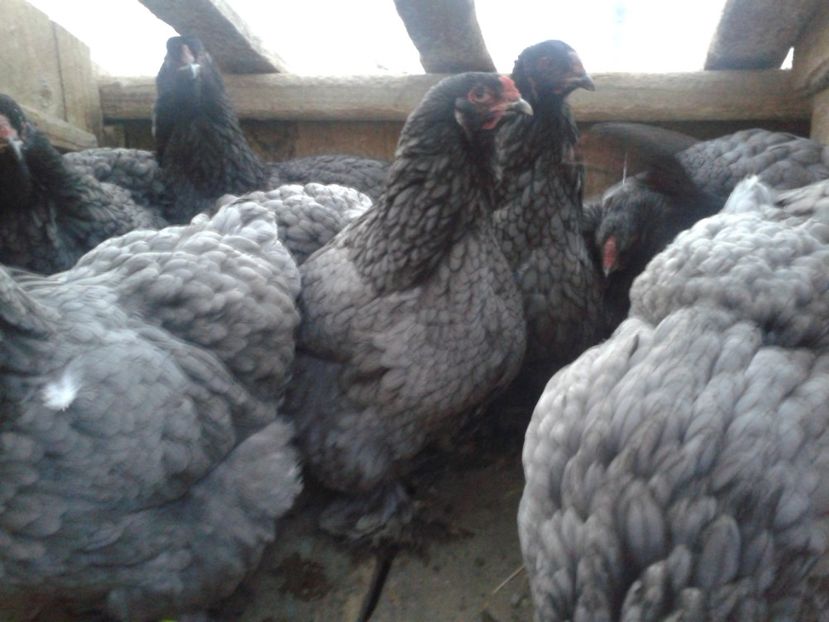 brahma07 - BRAHMA ALBASTRU 2019