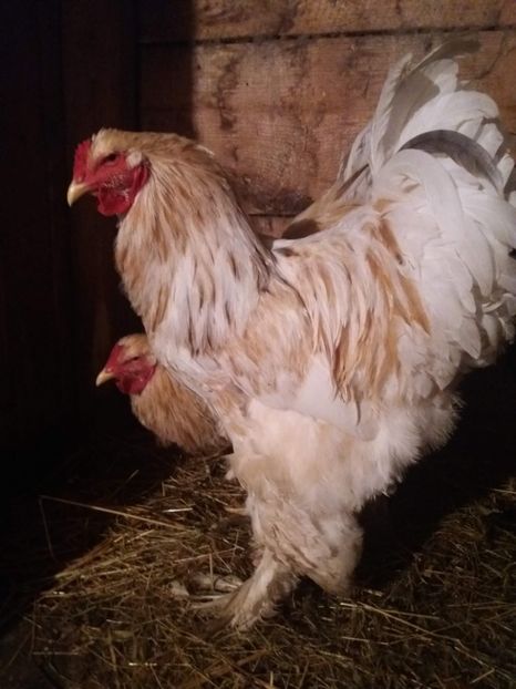 lemon00 - 09-BRAHMA LEMON