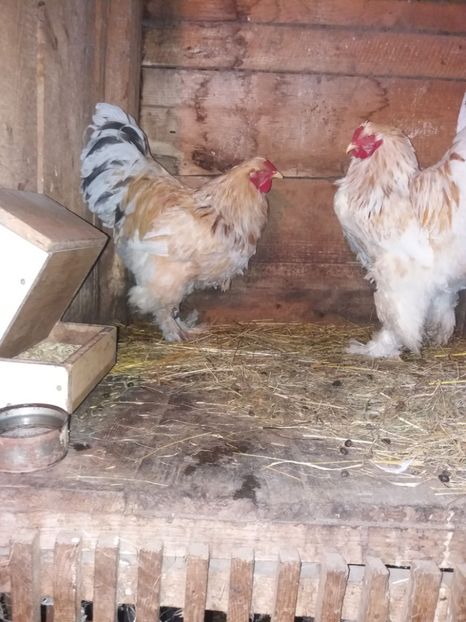 lemon05 - 09-BRAHMA LEMON