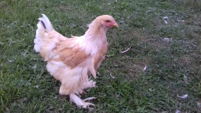 lemon08 - 09-BRAHMA LEMON