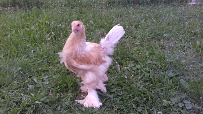 lemon09 - 09-BRAHMA LEMON